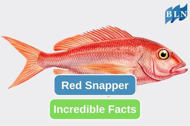 The 10 Incredible Facts About Red Snapper